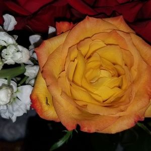 Meet your Posher, Heidi